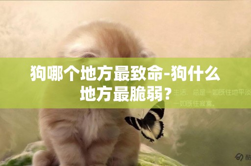 狗哪個地方最致命-狗什么地方最脆弱？