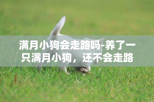 滿月小狗會走路嗎-養了一只滿月小狗，還不會走路