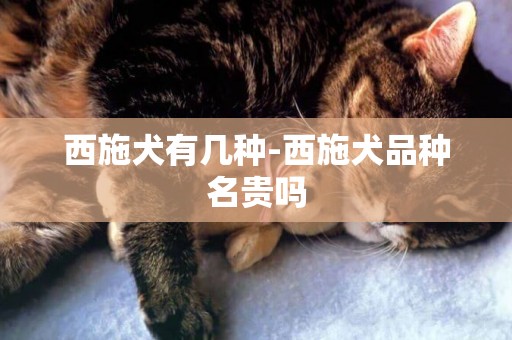 西施犬有幾種-西施犬品種名貴嗎