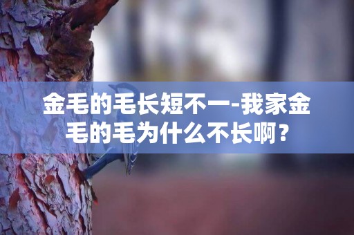 金毛的毛長短不一-我家金毛的毛為什么不長啊？