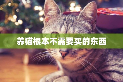 養貓根本不需要買的東西