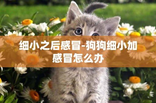 細小之后感冒-狗狗細小加感冒怎么辦