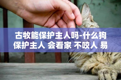 古牧能保護主人嗎-什么狗保護主人 會看家 不咬人 易訓