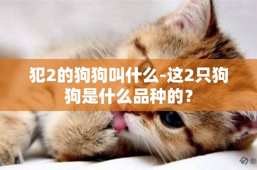 犯2的狗狗叫什么-這2只狗狗是什么品種的？