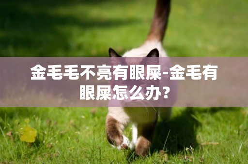 金毛毛不亮有眼屎-金毛有眼屎怎么辦？