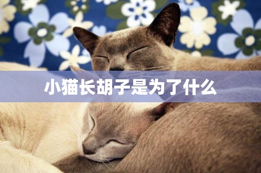 小貓長胡子是為了什么