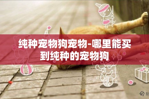 純種寵物狗寵物-哪里能買到純種的寵物狗