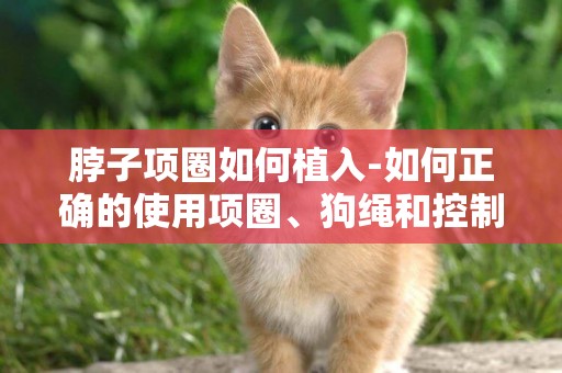 脖子項圈如何植入-如何正確的使用項圈、狗繩和控制鏈？