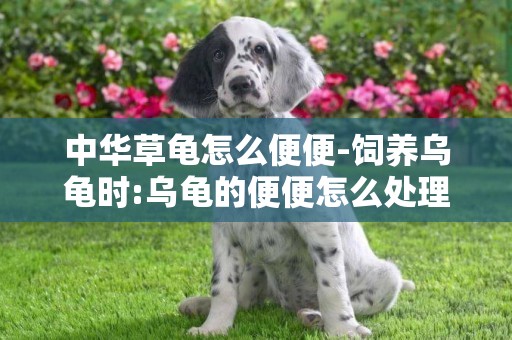 中華草龜怎么便便-飼養烏龜時:烏龜的便便怎么處理。