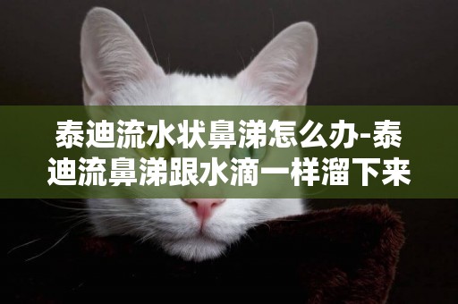 泰迪流水狀鼻涕怎么辦-泰迪流鼻涕跟水滴一樣溜下來怎么辦嚴重嘛