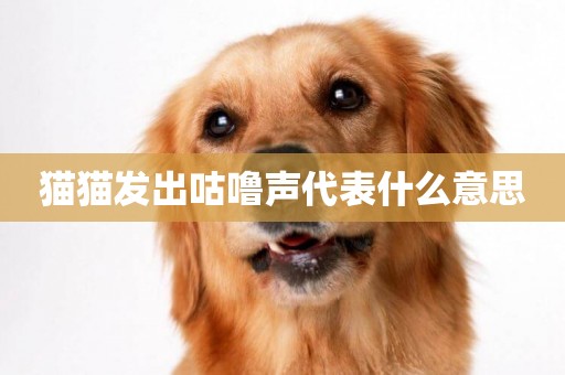 貓貓發出咕嚕聲代表什么意思