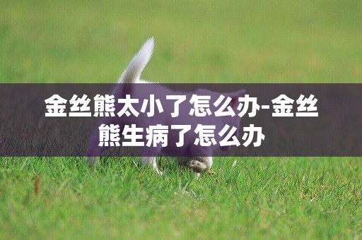 金絲熊太小了怎么辦-金絲熊生病了怎么辦