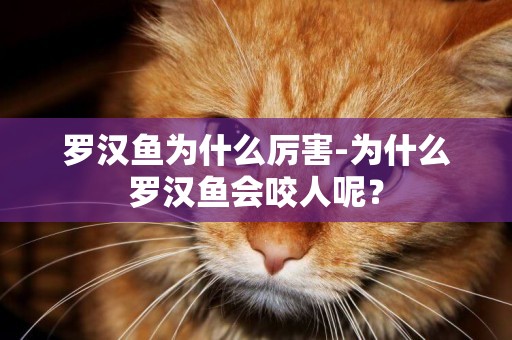 羅漢魚為什么厲害-為什么羅漢魚會咬人呢？
