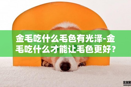 金毛吃什么毛色有光澤-金毛吃什么才能讓毛色更好？