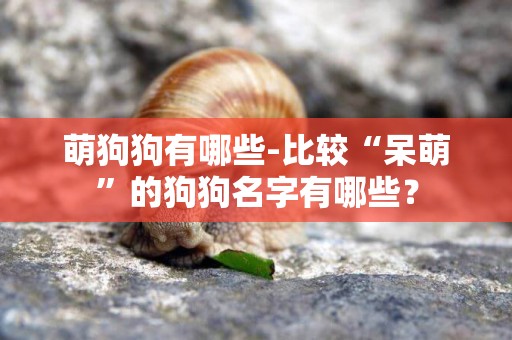 萌狗狗有哪些-比較“呆萌”的狗狗名字有哪些？