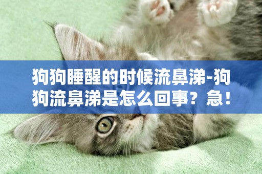 狗狗睡醒的時候流鼻涕-狗狗流鼻涕是怎么回事？急！