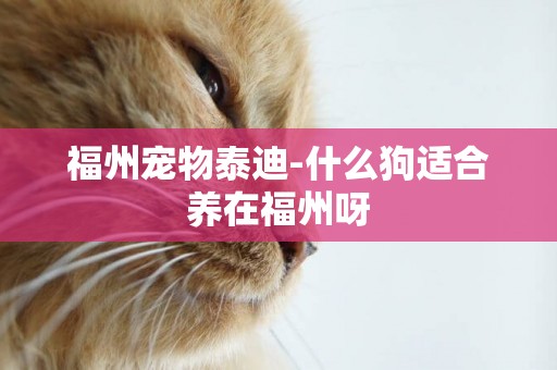 福州寵物泰迪-什么狗適合養在福州呀