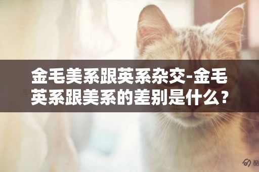金毛美系跟英系雜交-金毛英系跟美系的差別是什么？