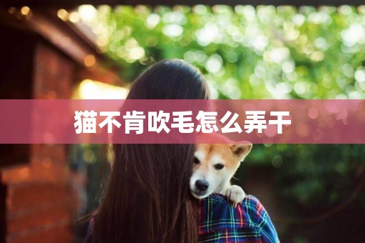 貓不肯吹毛怎么弄干