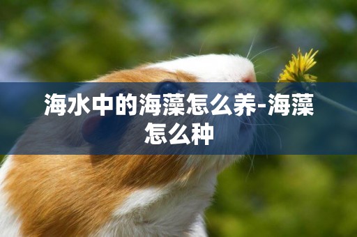 海水中的海藻怎么養-海藻怎么種