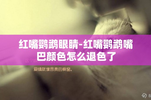 紅嘴鸚鵡眼睛-紅嘴鸚鵡嘴巴顏色怎么退色了