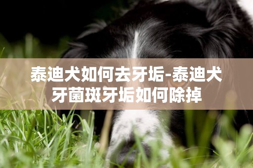 泰迪犬如何去牙垢-泰迪犬牙菌斑牙垢如何除掉
