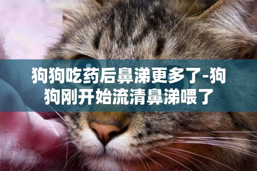 狗狗吃藥后鼻涕更多了-狗狗剛開始流清鼻涕喂了