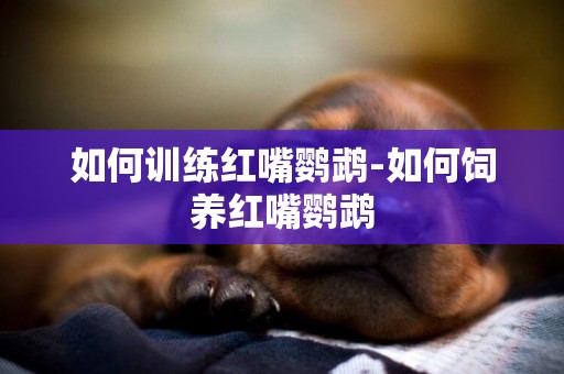 如何訓練紅嘴鸚鵡-如何飼養紅嘴鸚鵡