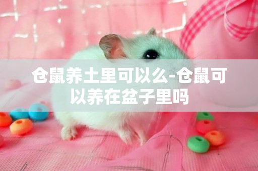 倉鼠養土里可以么-倉鼠可以養在盆子里嗎