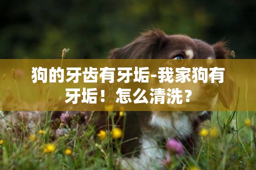 狗的牙齒有牙垢-我家狗有牙垢！怎么清洗？
