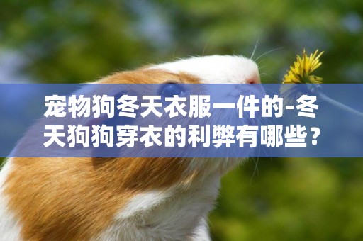 寵物狗冬天衣服一件的-冬天狗狗穿衣的利弊有哪些？