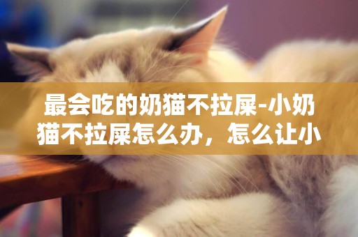 最會吃的奶貓不拉屎-小奶貓不拉屎怎么辦，怎么讓小奶貓拉屎