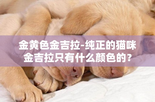 金黃色金吉拉-純正的貓咪金吉拉只有什么顏色的？