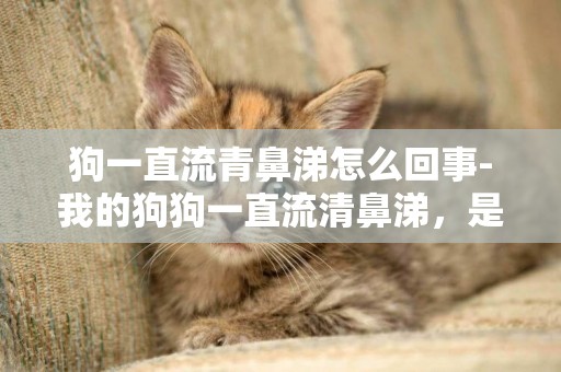 狗一直流青鼻涕怎么回事-我的狗狗一直流清鼻涕，是怎么回事？