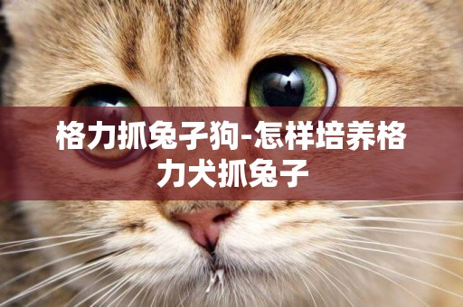 格力抓兔孑狗-怎樣培養格力犬抓兔子