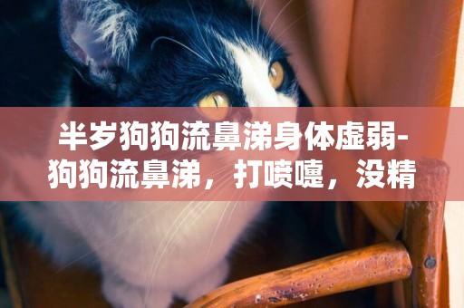 半歲狗狗流鼻涕身體虛弱-狗狗流鼻涕，打噴嚏，沒精神怎么辦