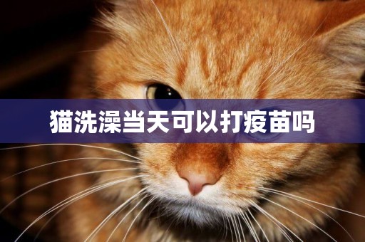 貓洗澡當天可以打疫苗嗎