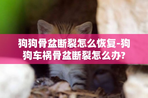 狗狗骨盆斷裂怎么恢復-狗狗車禍骨盆斷裂怎么辦?