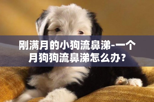 剛滿月的小狗流鼻涕-一個月狗狗流鼻涕怎么辦？