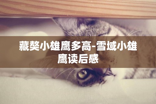 藏獒小雄鷹多高-雪域小雄鷹讀后感