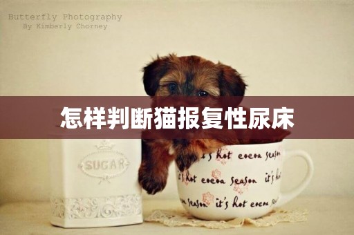 怎樣判斷貓報復性尿床