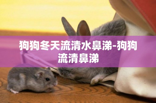 狗狗冬天流清水鼻涕-狗狗流清鼻涕