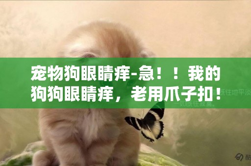 寵物狗眼睛癢-急！！我的狗狗眼睛癢，老用爪子扣！