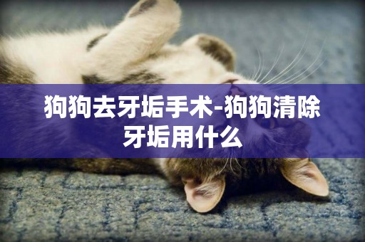 狗狗去牙垢手術-狗狗清除牙垢用什么