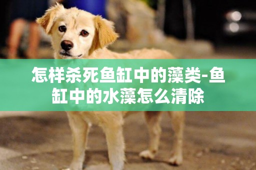 怎樣殺死魚缸中的藻類-魚缸中的水藻怎么清除