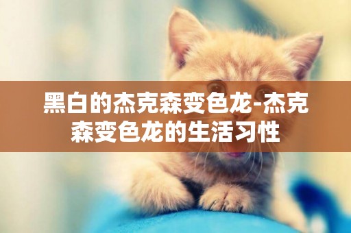 黑白的杰克森變色龍-杰克森變色龍的生活習性