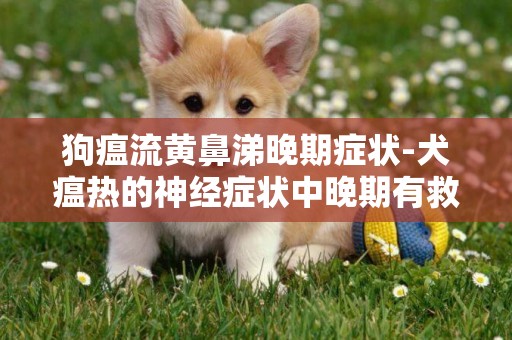 狗瘟流黃鼻涕晚期癥狀-犬瘟熱的神經癥狀中晚期有救活希望嗎？