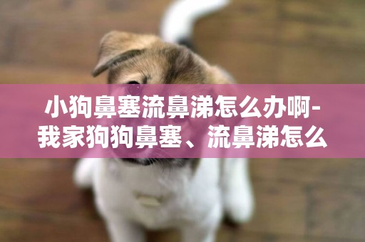 小狗鼻塞流鼻涕怎么辦啊-我家狗狗鼻塞、流鼻涕怎么辦？