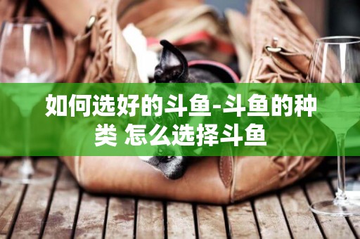 如何選好的斗魚-斗魚的種類 怎么選擇斗魚