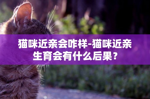 貓咪近親會咋樣-貓咪近親生育會有什么后果？